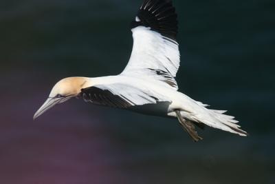 Northern Gannet 7.jpg