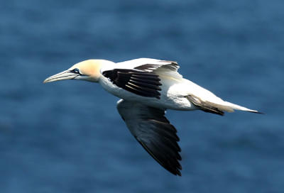 Northern Gannet 6.jpg