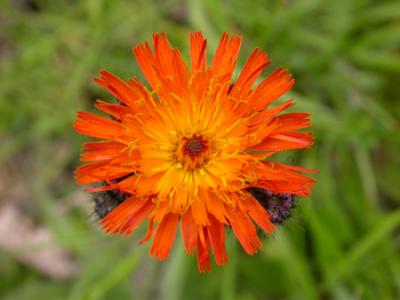 Hawkweed sp