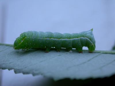 copper underwing caterpillar