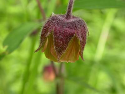Geum Rivale (Water Avens)