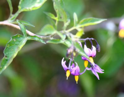 Woody Nightshade(Solanum dulcamara)