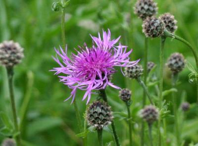 Perennial Cornflower