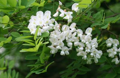 Locust Tree Blossom