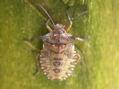 Bronze shieldbug(Troilus luridus)