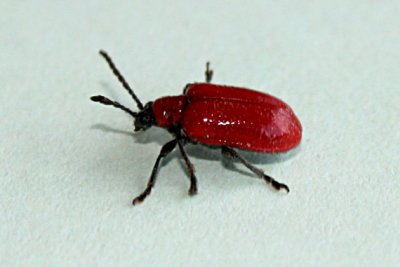Lilly beetle
