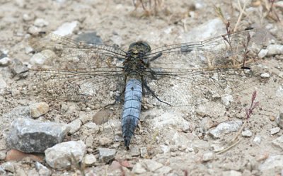 BLACK TAILED SKIMMER MALE