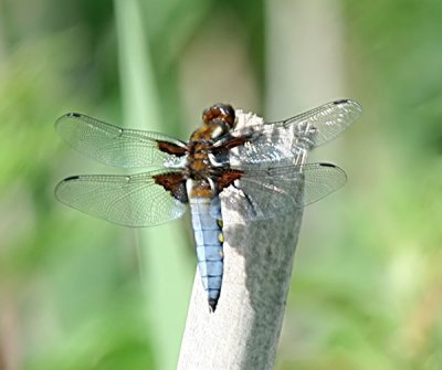 BROAD BODIED CHASER MALE