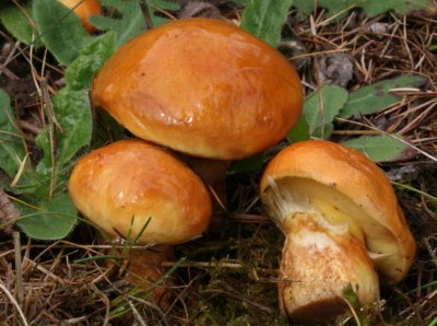 Suillus grevillei (Larch Bolete)