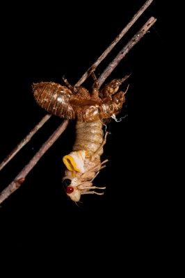 110424-052.jpg  Cicada currnet 13  year hatch;  magicicada - Magicicada