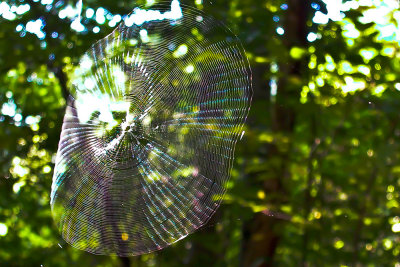 Out of Focus spider  web 003-copy-.jpg