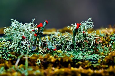 0021-micro-stack , Moss, 3 MM