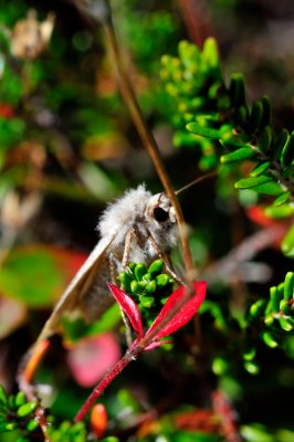 110909--594-moth-green.jpg