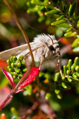 110909-597.jpg Wildlife was hard to find.  Most plants are waxy, guess it protects from the wind