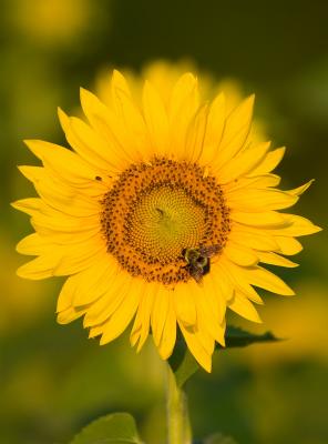 060620-sunflowers-024crop.jpg