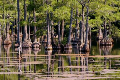South Georgia Swamp