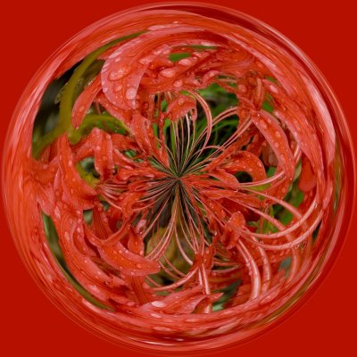 060924-spiderlilies