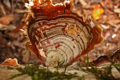 Trametes versicolor, or Turkey Tail