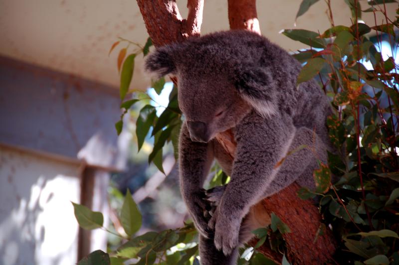 Lazy boy - Taronga Zoo