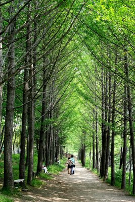 Nami Island