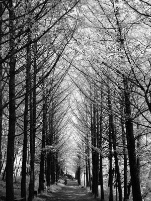 Nami Island