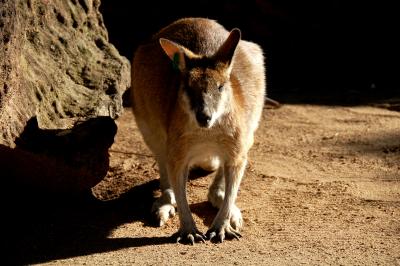 Taronga Zoo