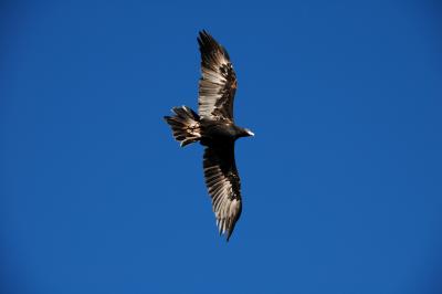 Taronga Zoo - Bird Show