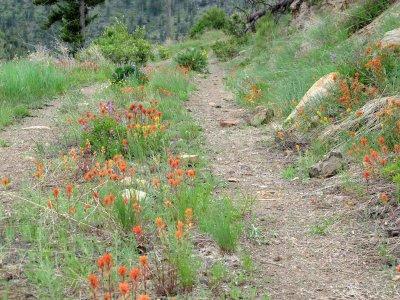 Wildflowers on the road.