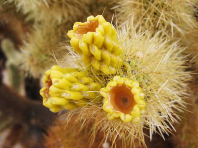 Cactus flowers in Johusa Tree National Park