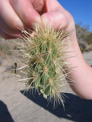 ABSP Blair Valley Cactus