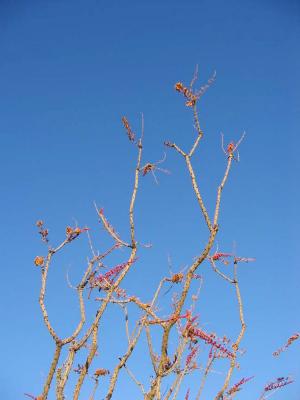 Red Ocotillo blossoms and blue sky
