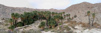 Mountain Palm Oasis panorama