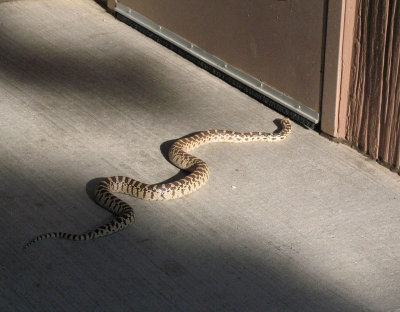 When I opened the door on the toilet, this snake was waiting. After I got out, I took this photo. It was about four feet long.
