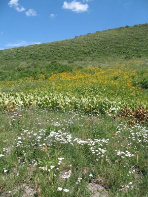 There were some nice wildflowers along the forest road.