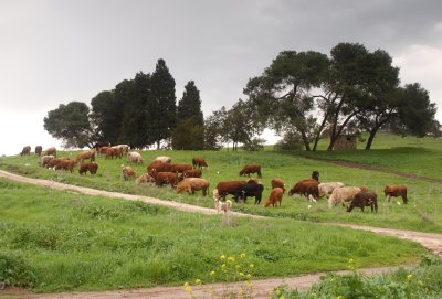 Nahalal