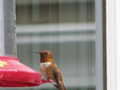 Orange Humming bird