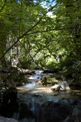 Stream