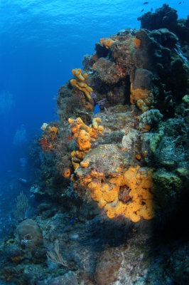 reef scene Palancar