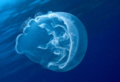 Jellyfish by Brant