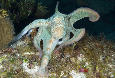Octopus by Brant