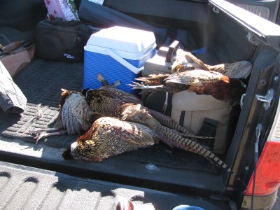 Pheasant score