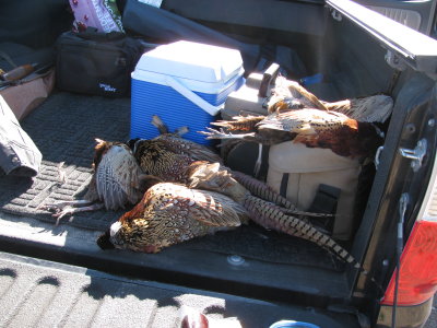 Great days of Pheasant hunting 2011
