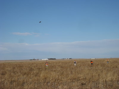 The pheasant Hunt