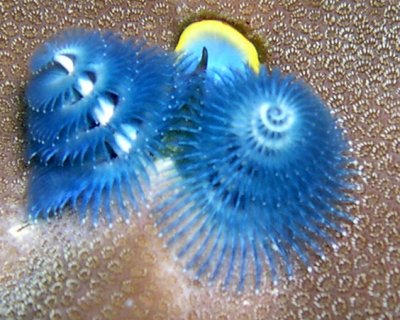 Blue Christmas Tree worms