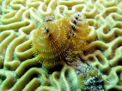 Yellow Christmas Tree Worms