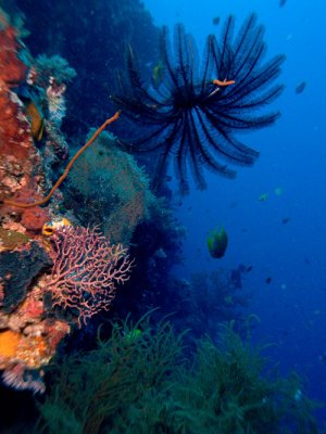 Feather Star and reef