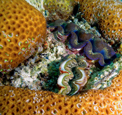 Green and Blue Giant Clams