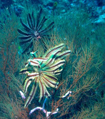Two Feather Stars