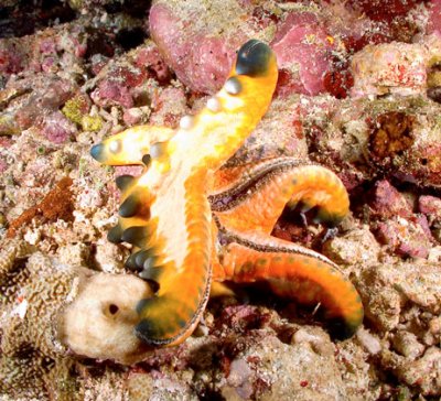 Yellow starfish