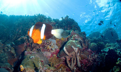 Nemo Reef Scene